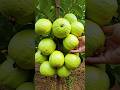 Grow Guava Tree Faster With These Simple Tips Guava Fruittree