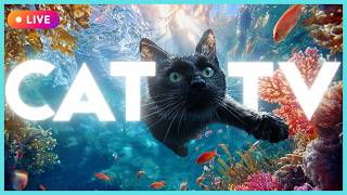 🔴[LIVE] CAT TV + MUSIC - Separation Anxiety Relief Livestream for Cats 🌈