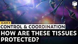 How are these Tissues Protected? | Chapter 7 | Class 10 | PuStack