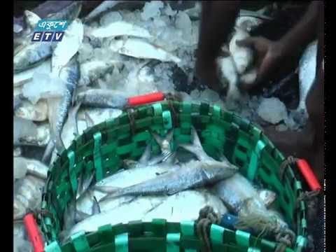 চট্টগ্রামে দুইদিনে ধরা পড়েছে প্রায় ১০০ মেট্টিক টন ইলিশ