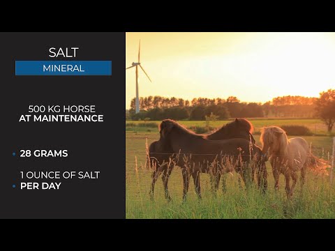 Salt for Horses  - Uses, Signs of Deficiency & Requirements - Mad Barn