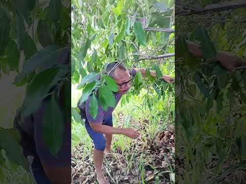 muitas azeitona na ilha de Itamaracá #sítio #plantas #ilhasparadisiacas #frutas #vidanaroça