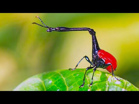 Madagascar Giraffe Weevil (The Most Fashionable Insect)