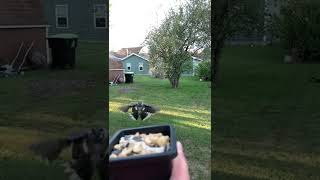 Blue Jay said “Good morning” back