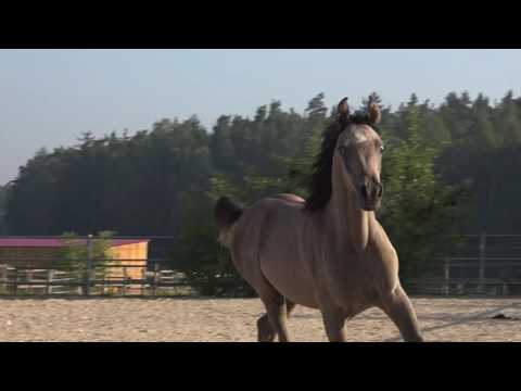 DF Rebecca by DF Malik Jamil