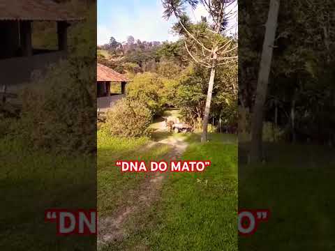 “DNA DO MATO”#minasgerais #passaquatro #vidanaroça #vidanocampo