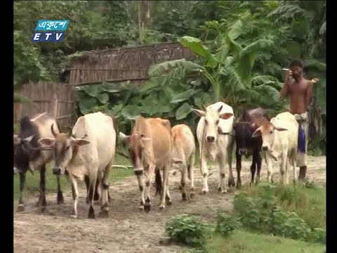 গরু পালনে ভাগ্য বদলেছেন খামারীরা