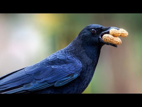 RAD SA SENKOM 2 | PhxNorth #009