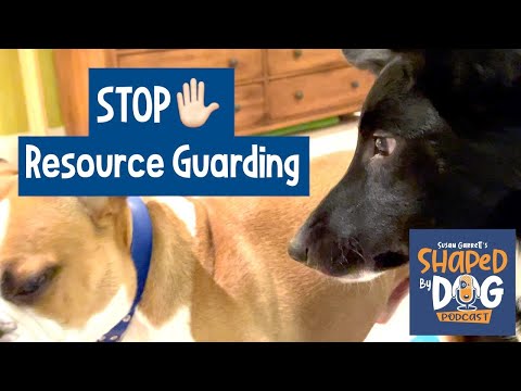Resource Guarding: Dog vs Dog Aggression #66