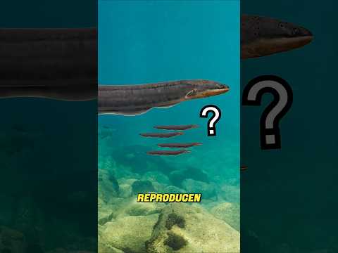 ¿DÓNDE nacen las anguilas? 🤔 #curiosidades #anguila