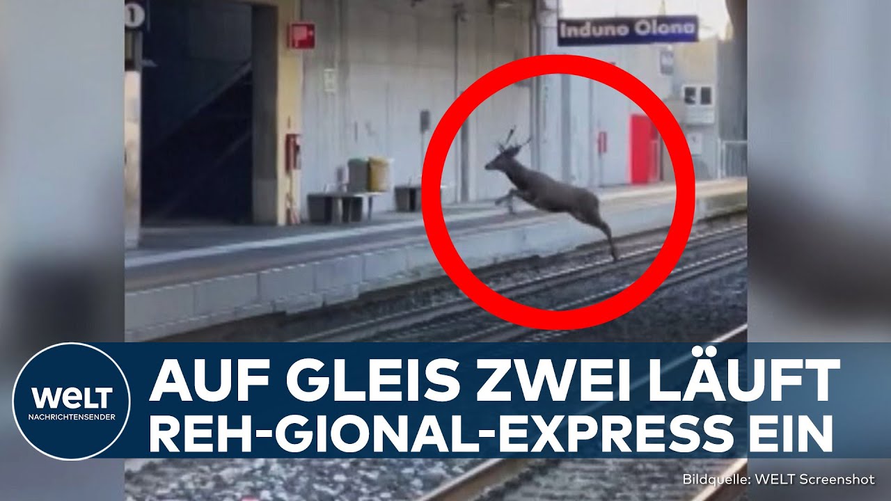 ZUGVERKEHR IN VARESE: Hirsch stoppt Bahn in Norditalien – Züge zeitweise unterbrochen!