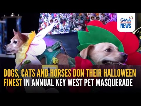 Dogs,cats, horses don their Halloween finest in annual key west pet masquerade - YouTube