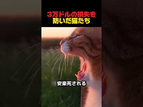 3万ドルの損失を防いだ猫たち #感動する話 #感動