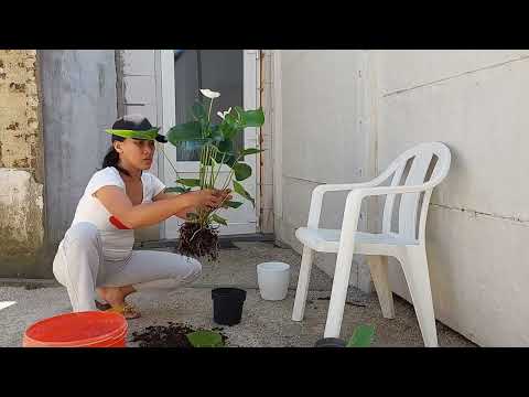 Pinay in Belgium,Replant white anthurium,THE BIG MOMMA