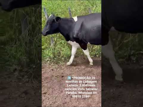 70 Novilhas de Linhagem Leiteira: 3.800 reais cada em Vista Serrana/ Paraíba. ZAP  84 99810 2784*