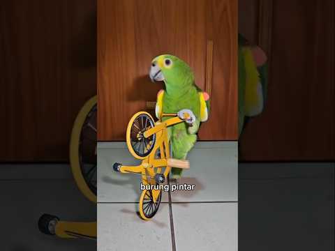 Siapa Sangka Sarang Burung Seunik Ini #shorts