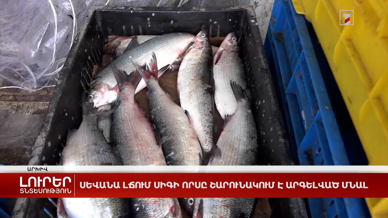 Սևանա լճում սիգի որսը շարունակում է արգելված մնալ