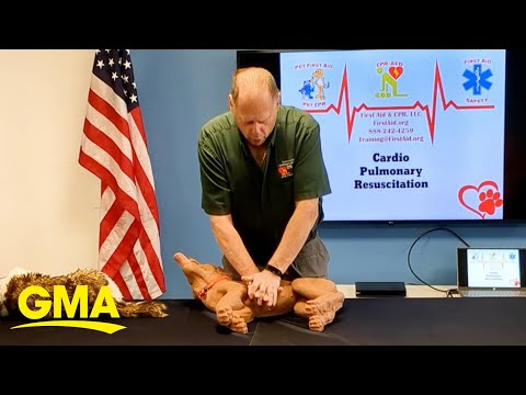 How to perform CPR on your dog or cat l GMA