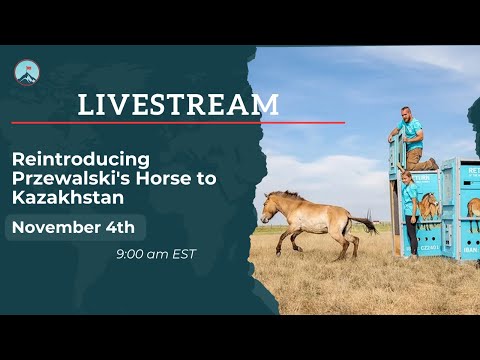 Reintroducing Przewalski's Horse to Kazakhstan