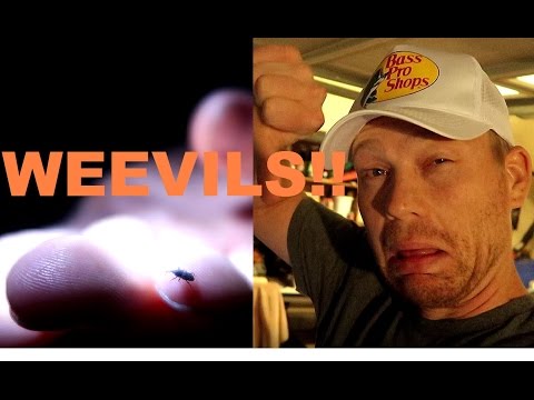 download lagu mp3 mp4 Weevil Infestation In House, download lagu Weevil Infestation In House gratis, unduh video klip Weevil Infestation In House