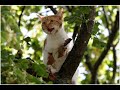 Тексты для аудирования - очень смешной рассказ про котенка! 