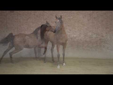 Julia BR by FA El Rasheem