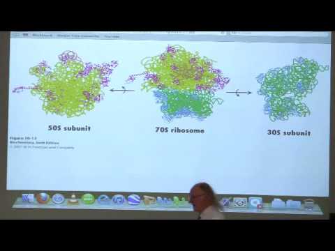 Kevin Ahern's Bite-Sized Biochemistry #48 - Translation II (Protein Synthesis)