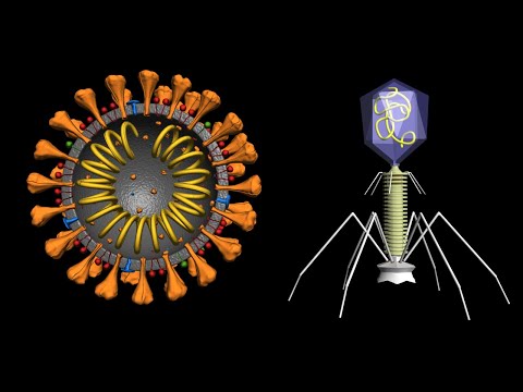 Coronavirus and COVID-19