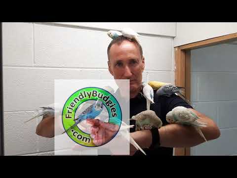 Budgies, Professionally trained friendly birds - Image 2