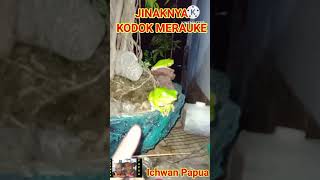 Download lagu ASYIKNYA KODOK HIJAU. #kodok #hewan #ichwanpapua mp3