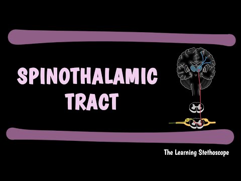 Spinothalamic Tract - Ascending Tracts of Spinal Cord