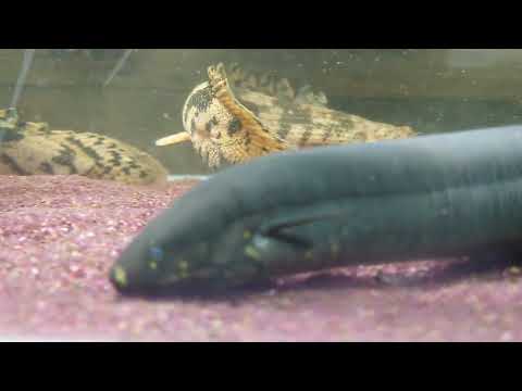 レピドシレンパラドクサ