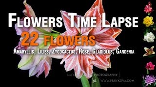 Flowers Time Lapse HD (22 flowers)