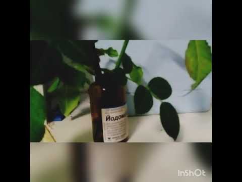 16 января 2019 г. Черенкование