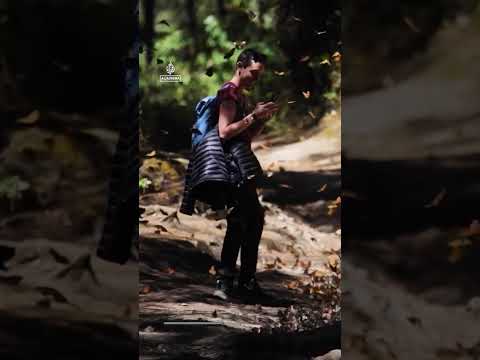 Endangered monarch butterfly population surges 64 percent | AJ #shorts