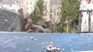 preview picture of video 'Wildlife in Offenbach City am offenen Fenster'