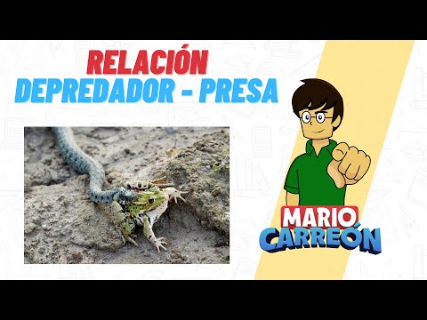 🐆 Relación Depredador-Presa 🐇