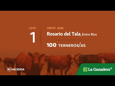 Lote Terneros/as en Rosario del Tala