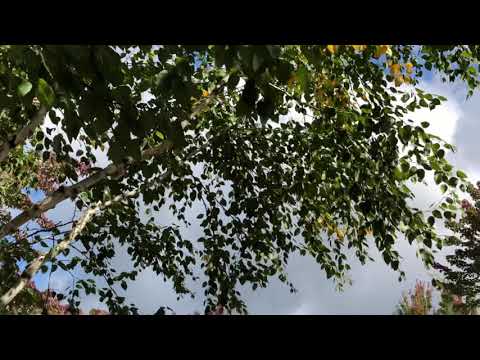 Boka Marimba - Yuwi Maiwe