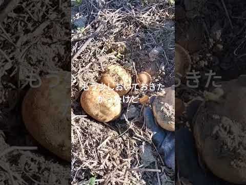 霜が降りた植物を（鉢植えまたは地中に）保存し、再び植え直すにはどうすればよいでしょうか？  庭園