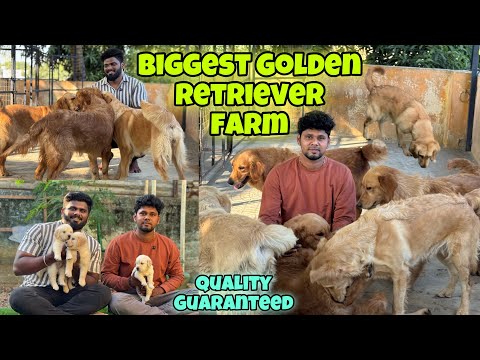 Best Quality 💯 Golden Retriever puppies 🐶 | Golden Pets Kennel 🔥
