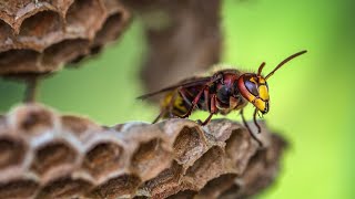 Professional Wasp Removal Services by Protech Pest Control