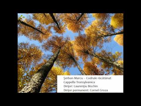 Șerban Marcu - Codrule răcătănat