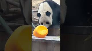 Panda in China #china #animals #cute #funny #funnypanda #funnyvideo #funnyshorts #pandachina