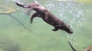 Baby otter learning to swim