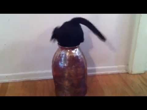 Craziest Kitten in the Vase!