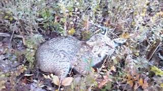 Bobcat trapping with David Williams  2015