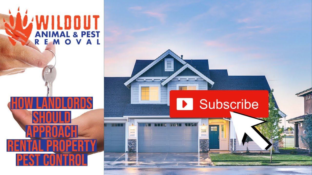 How Landlords Should Approach Rental Property Pest Control | Wildout Animal & Pest Removal