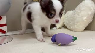 チワワ（ロング）の動画01