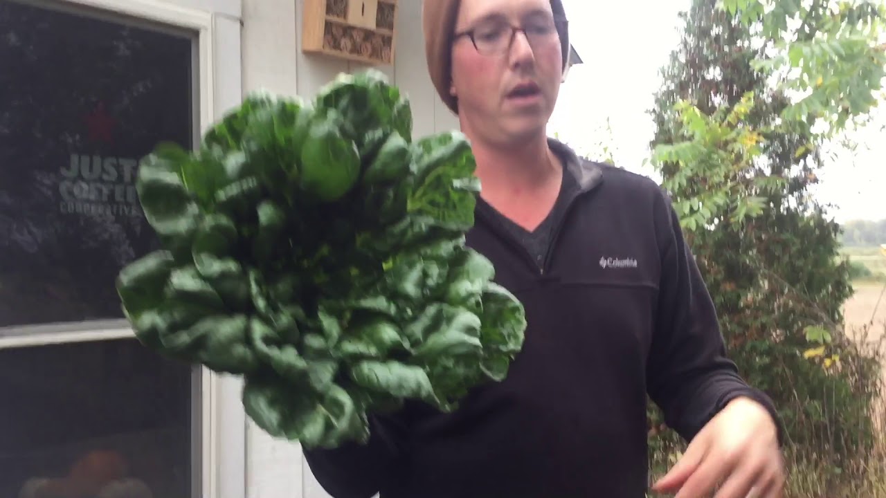 Unpacking the Fall CSA Box - Week 1